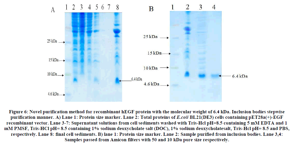 experimental-biology-Protein-size-marker