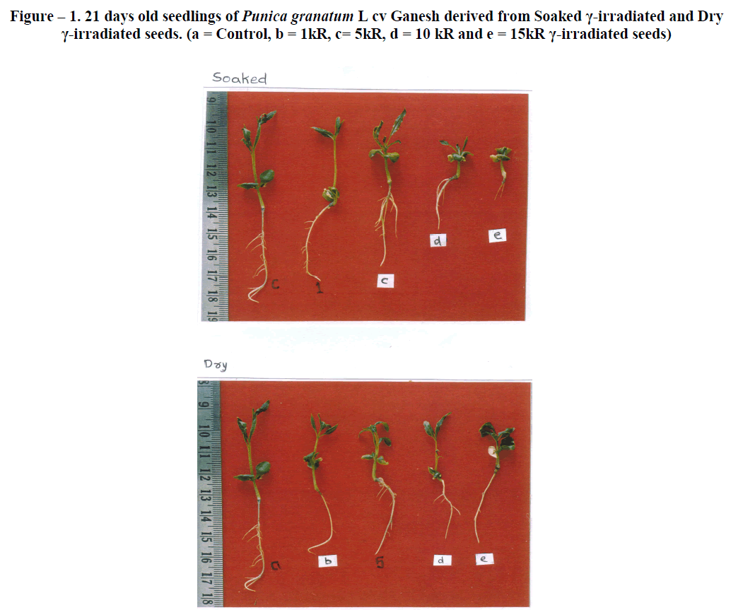 experimental-biology-Punica-granatum