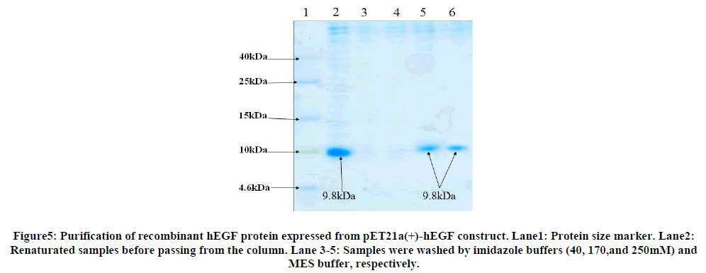 experimental-biology-Purification-recombinant