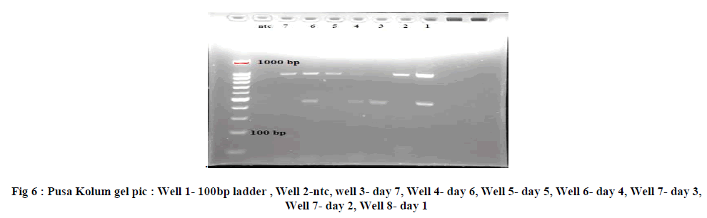 experimental-biology-Pusa-Kolum-gel-pic