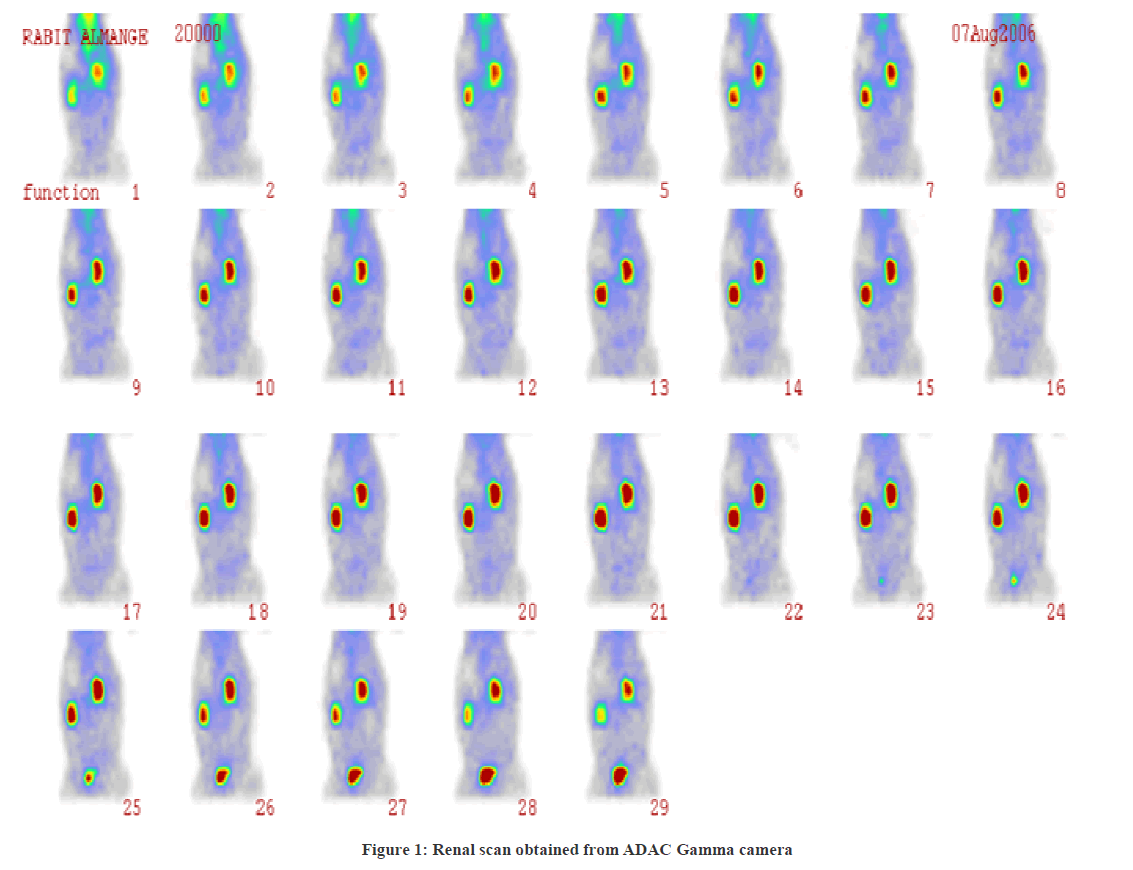 experimental-biology-Renal-scan-obtained