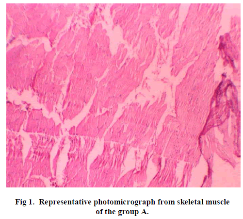 experimental-biology-Representative-photomicrograph