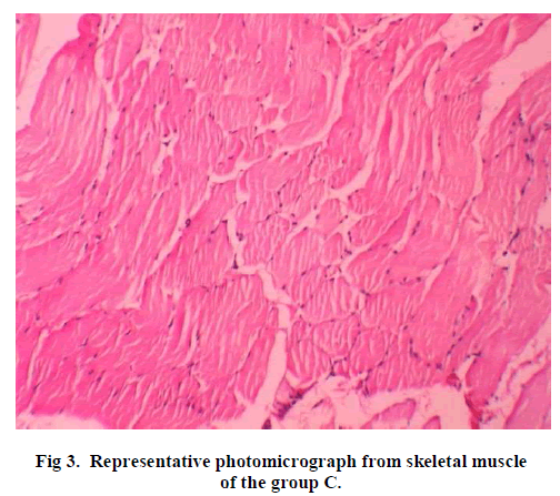 experimental-biology-Representative-photomicrograph