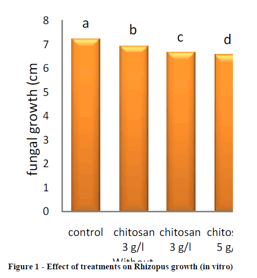 experimental-biology-Rhizopus-growth