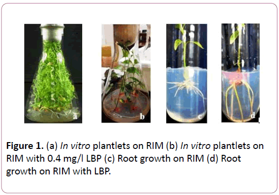 experimental-biology-Root-growth