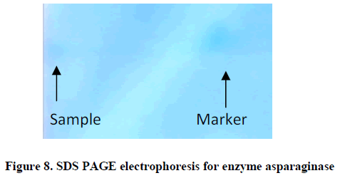 experimental-biology-SDS-PAGE-electrophoresis