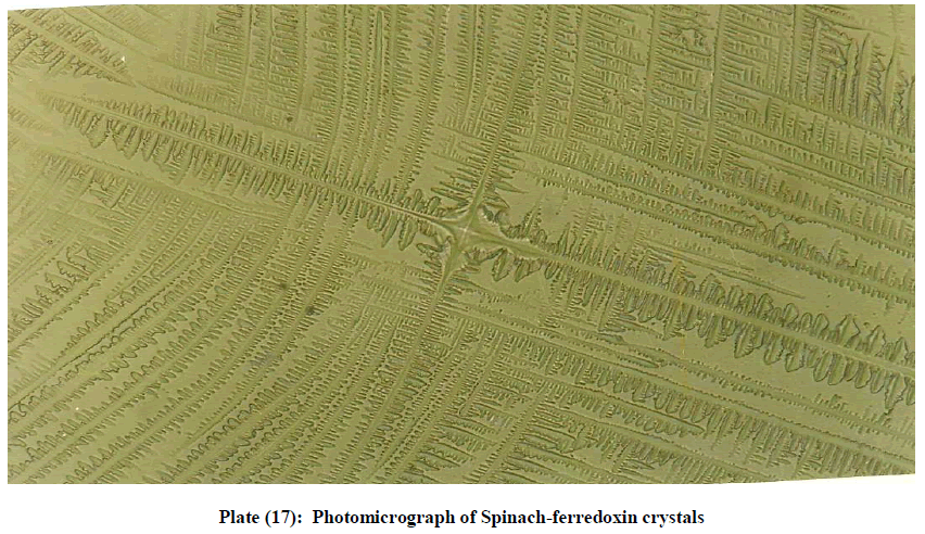 experimental-biology-Spinach-ferredoxin-crystals