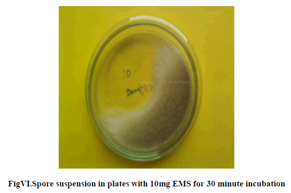 experimental-biology-Spore-suspension