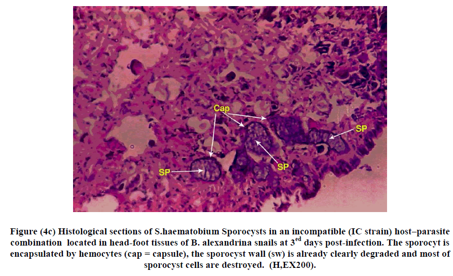 experimental-biology-Sporocysts-incompatible