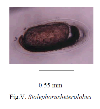 experimental-biology-Stolephorusheterolobus