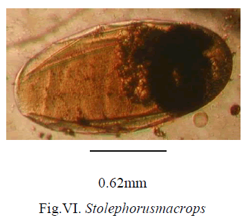 experimental-biology-Stolephorusmacrops