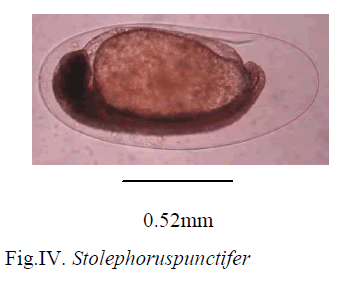experimental-biology-Stolephoruspunctifer