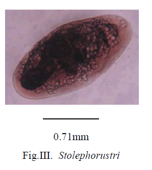 experimental-biology-Stolephorustri