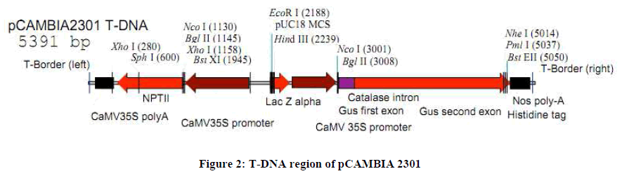 experimental-biology-T-DNA-region-pCAMBIA