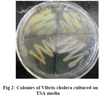 experimental-biology-TSA-media