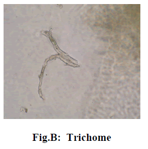 experimental-biology-Trichome