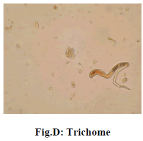 experimental-biology-Trichome