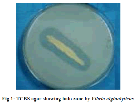 experimental-biology-Vibrio-alginolyticus