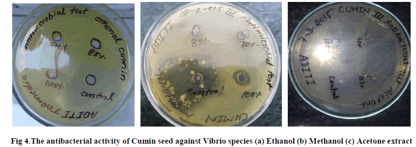 experimental-biology-Vibrio-species