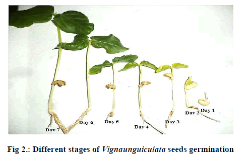 experimental-biology-Vignaunguiculata-seeds