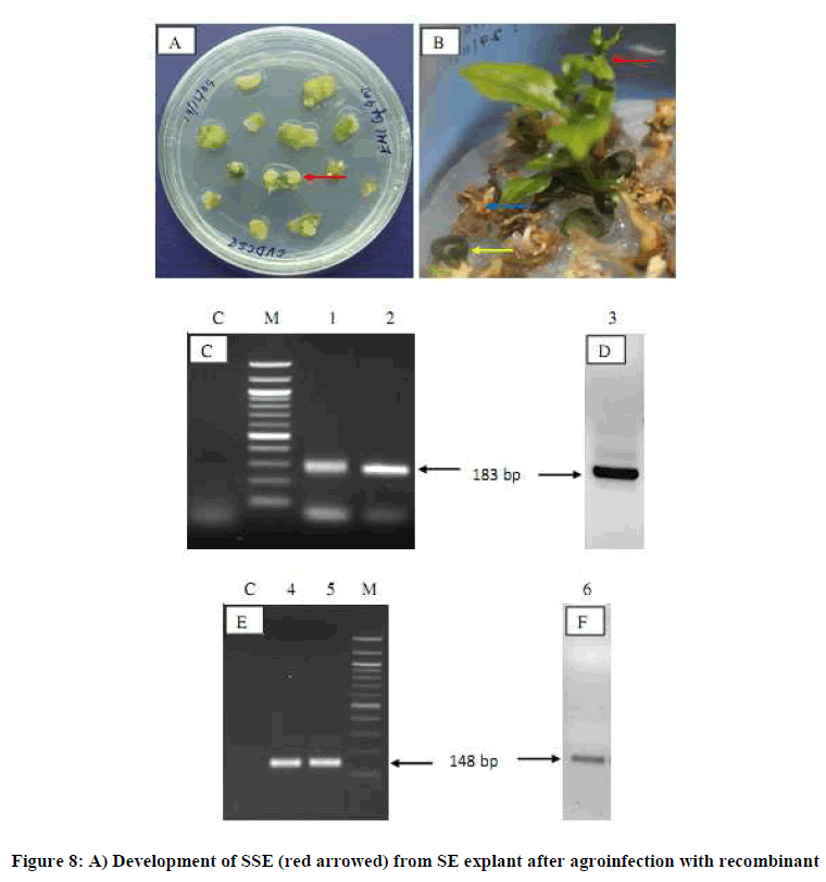 experimental-biology-agroinfection-recombinant