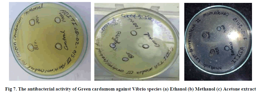 experimental-biology-antibacterial-activity