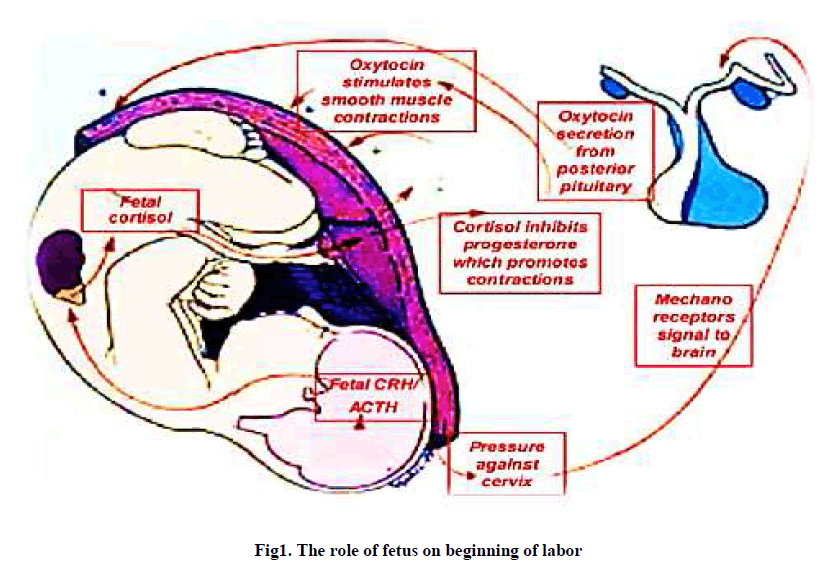 experimental-biology-beginning-labor