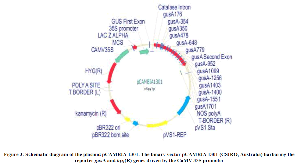 experimental-biology-binary-vector-pCAMBIA