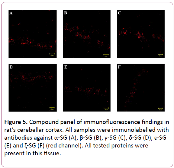 experimental-biology-cerebellar-cortex