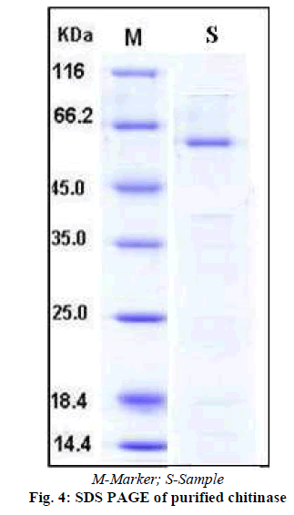 experimental-biology-chitinase-activity