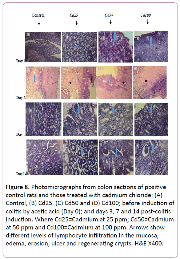 experimental-biology-colon-sections-positive