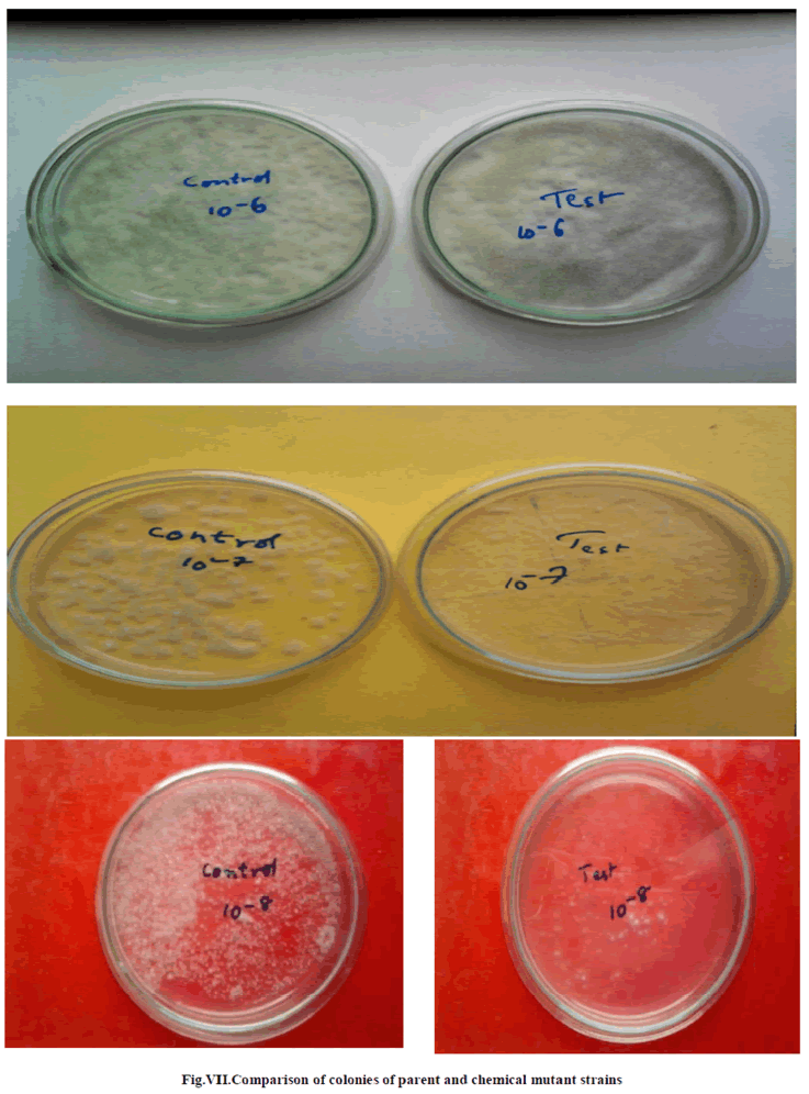 experimental-biology-colonies-parent