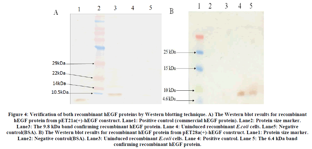 experimental-biology-confirming-recombinant