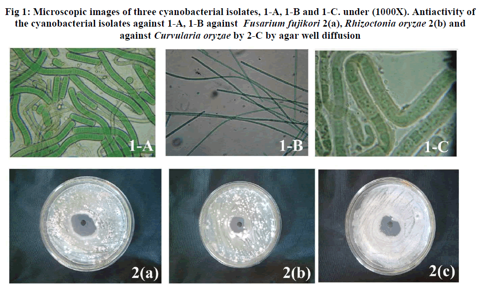 experimental-biology-cyanobacterial-isolates