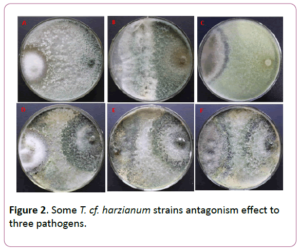 experimental-biology-effect-three-pathogens