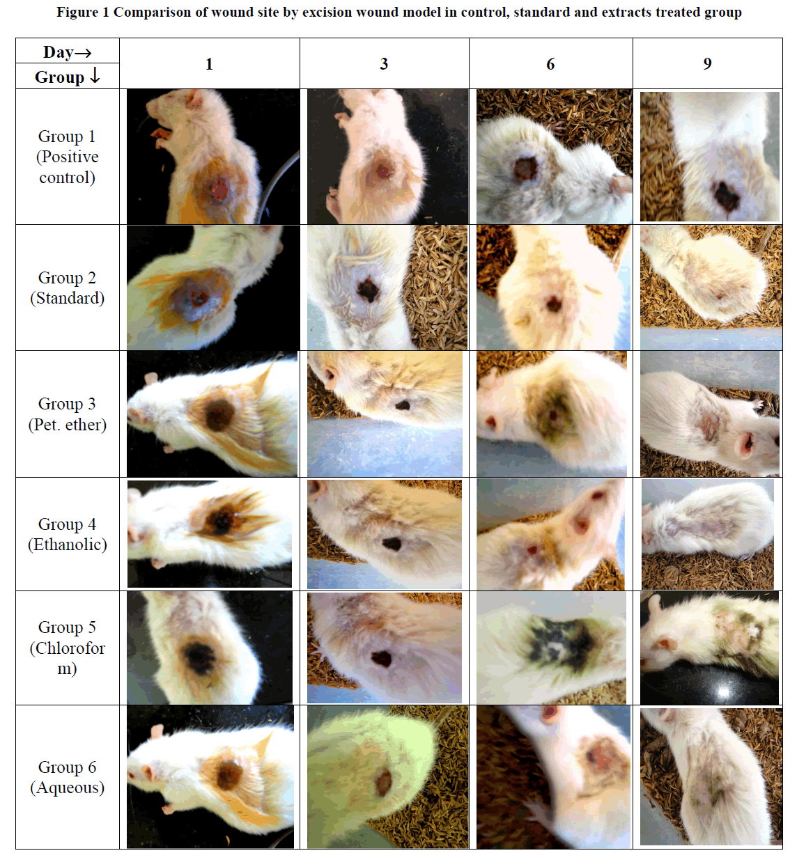 experimental-biology-excision-wound