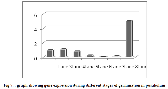 experimental-biology-germination-pusakolum