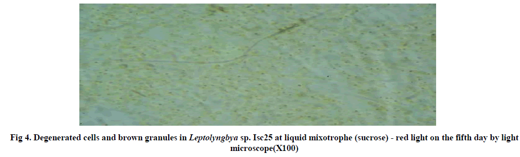 experimental-biology-granules-Leptolyngbya