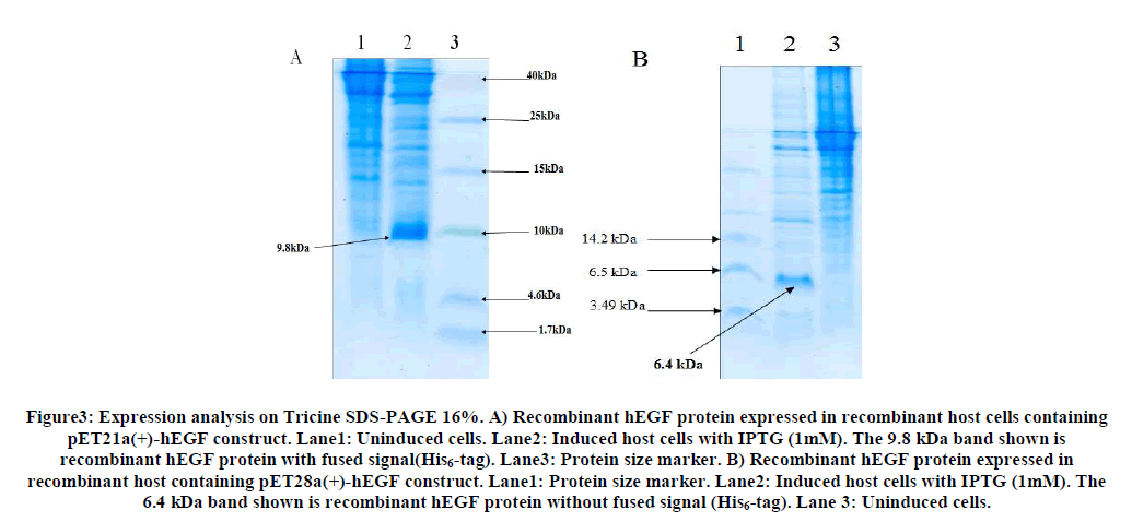 experimental-biology-hEGF-protein