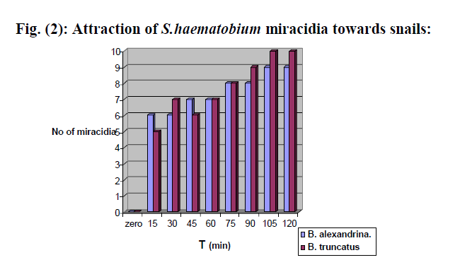 experimental-biology-haematobium-miracidia