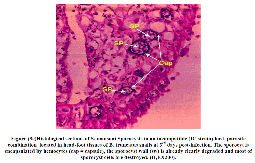 experimental-biology-head-foot-tissues