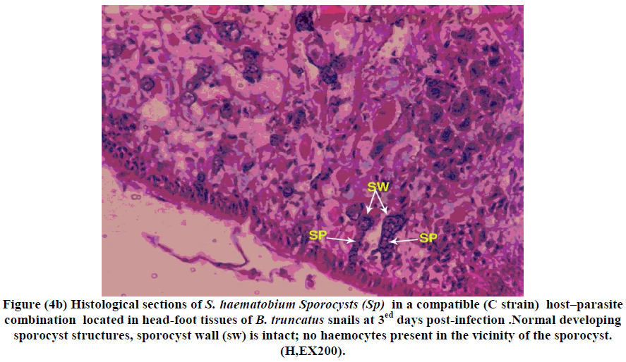 experimental-biology-head-foot-tissues