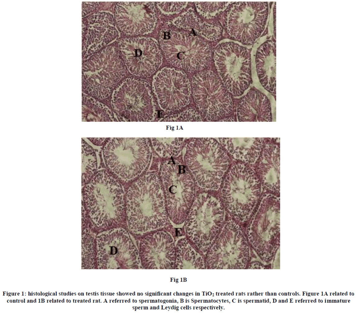 experimental-biology-histological-studies