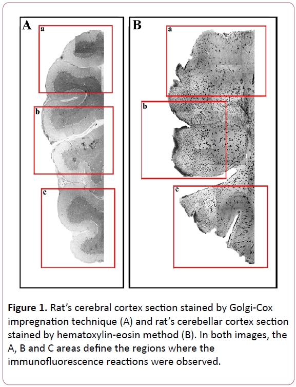 experimental-biology-impregnation-technique