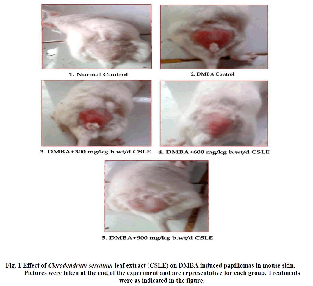 experimental-biology-induced-papillomas