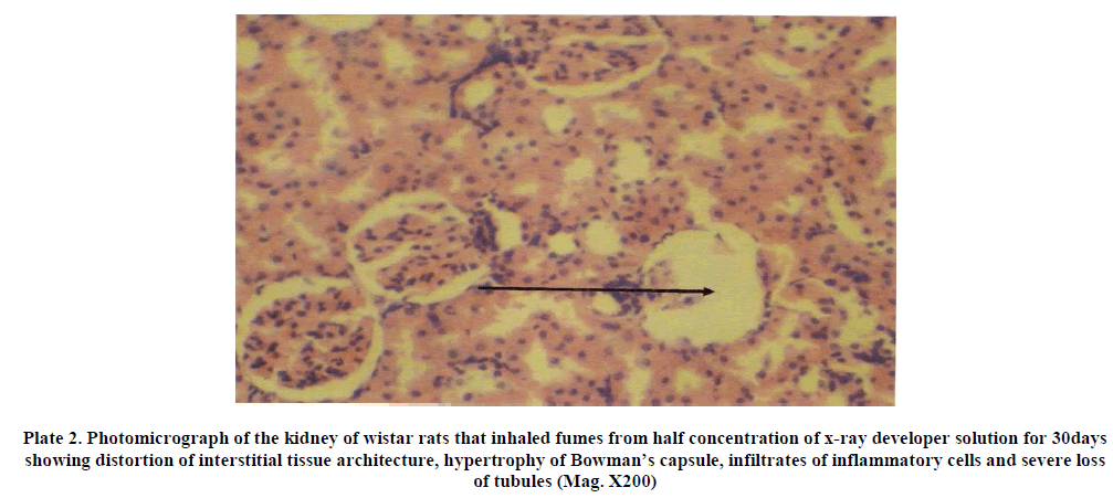 experimental-biology-interstitial-tissue-architecture