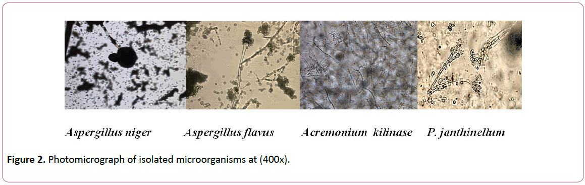 experimental-biology-isolated-microorganisms