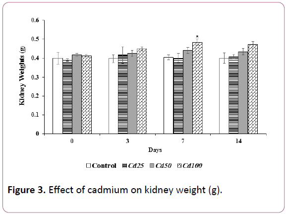 experimental-biology-kidney-weight