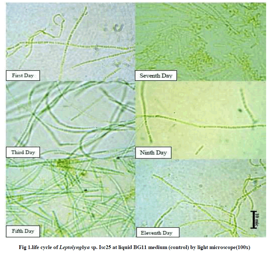 experimental-biology-liquid-BG11-medium