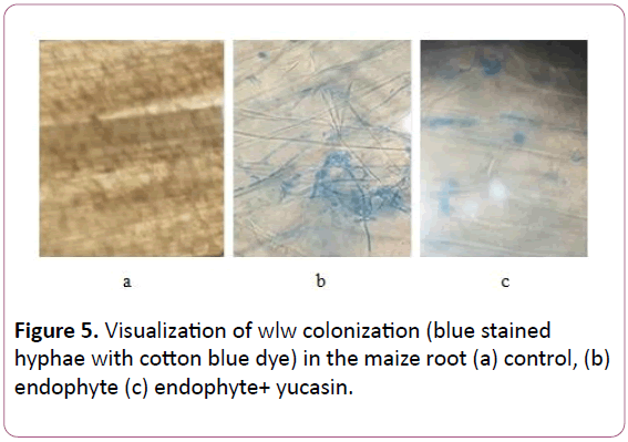 experimental-biology-maize-root